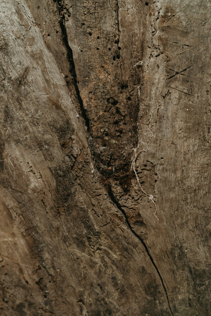 xxl chestnut treetrunk container ...